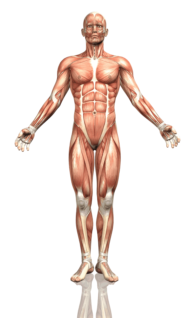 Modello anatomico dei muscoli del corpo umano visto da davanti