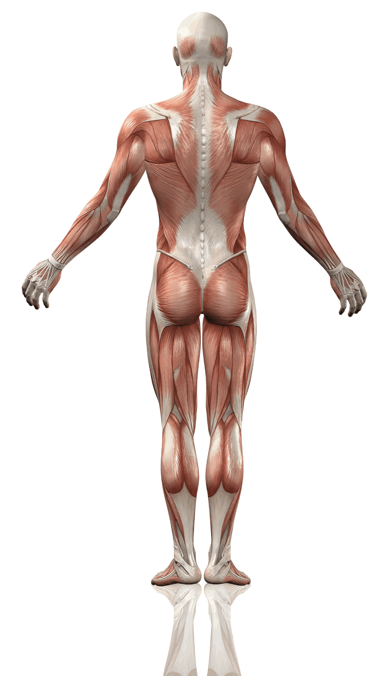 Modello anatomico dei muscoli del corpo umano visto da dietro